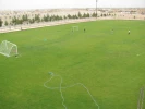 زمین چمن 2