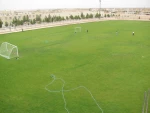زمین چمن 2