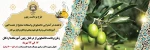 طرح برداشت زیتون با هدف درآمدزایی دانشجویان واستفاده صحیح از نعمت الهی 2